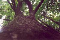 forrest-6.jpg