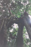 forrest7.jpg